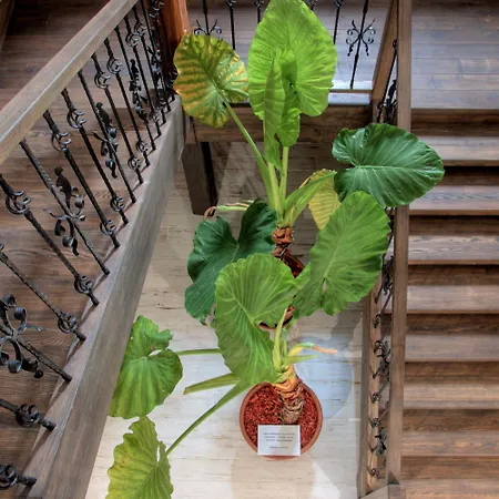 Affittacamere Pri Mlyne 3*